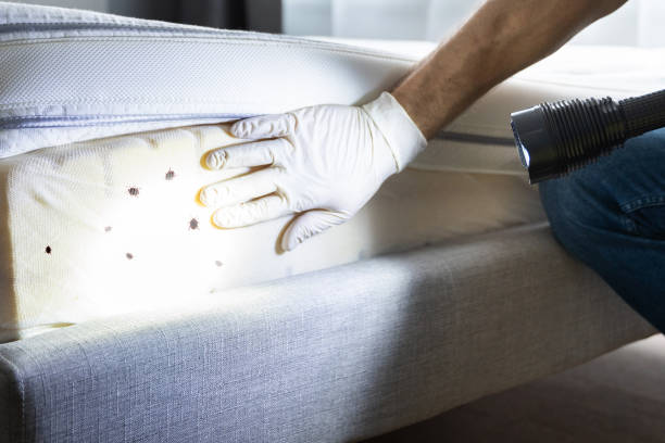 Best Rat Extermination Near Me  in Roodhouse, IL