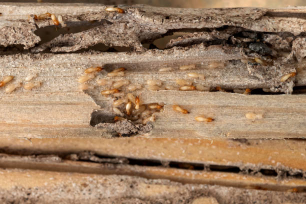Best Mosquito Control Services  in Roodhouse, IL