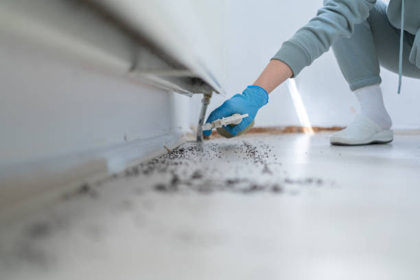 Best Emergency Pest Control  in Roodhouse, IL